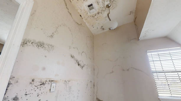 Best Mold Remediation for Healthcare Facilities  in Gold Hill, OR