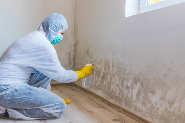 Mold Documentation for Insurance Claims in Gold Hill, OR