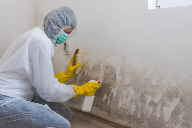 Best Environmental Consulting for Mold Prevention  in Gold Hill, OR
