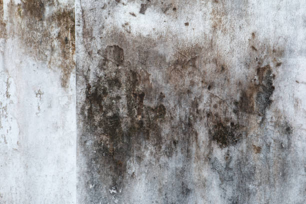 Best Asbestos and Lead Testing During Mold Inspection  in Gold Hill, OR