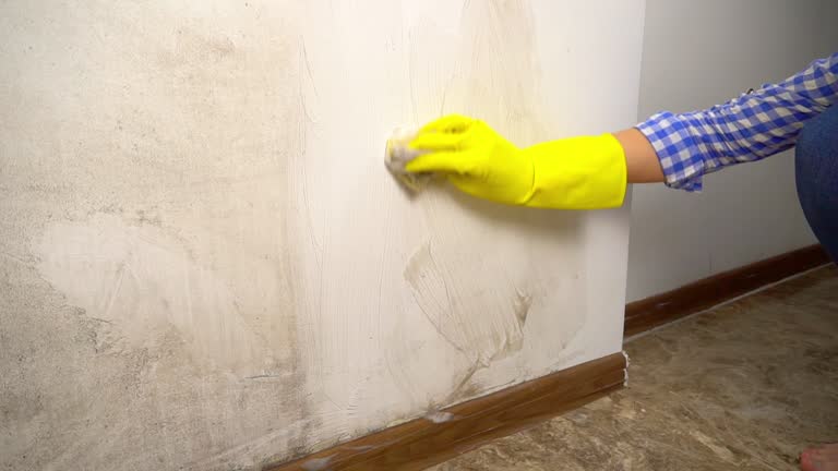 Best Black Mold Removal  in Gold Hill, OR