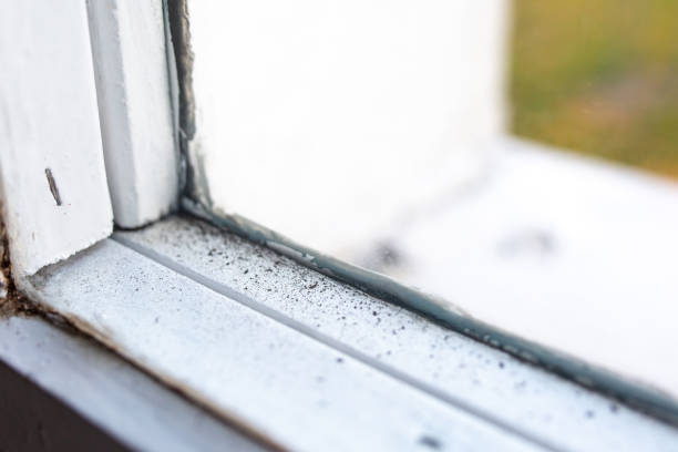 Best Environmental Consulting for Mold Prevention  in Gold Hill, OR
