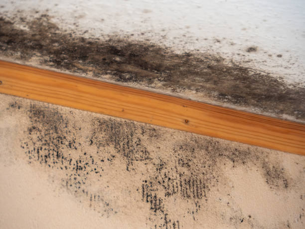 Best Mold Documentation for Insurance Claims  in Gold Hill, OR