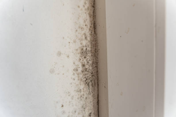 Best Post-Construction Mold Inspection  in Gold Hill, OR