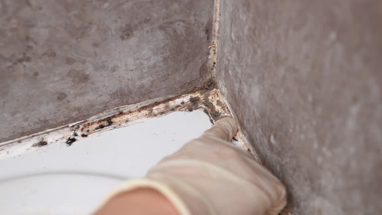 Best Air Quality Testing for Mold Spores  in Gold Hill, OR