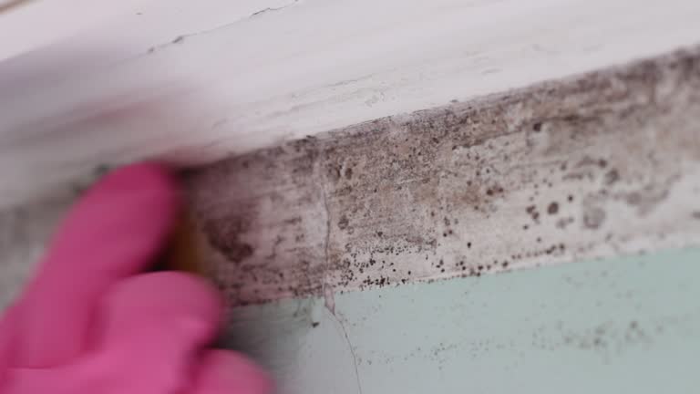 Best Industrial Mold Remediation  in Gold Hill, OR